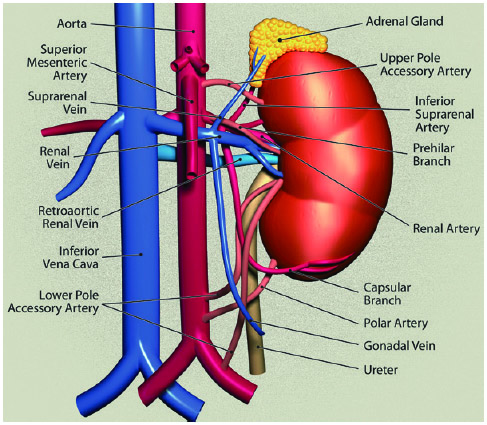 肾动脉腹主动脉图片