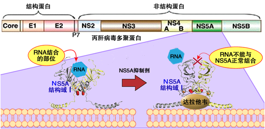 丙肝病毒RNA图片